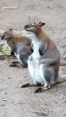 2homiedawgs - Licht aus OUT NOW #wenntieresprechenkönnten #lustig #witzig #funny #tiere #animals #meme #lachen #happy #2homiedawgs 