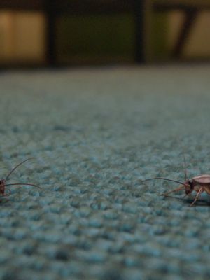 We Dare You to Skip This Roach Conversation: We know you're reaching for that skip button faster.