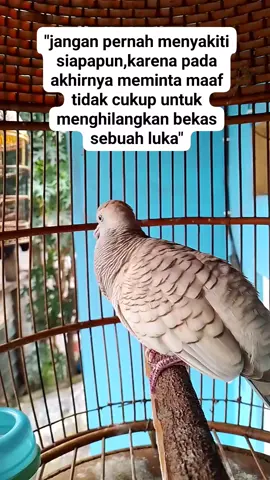 serbaanggungan tiktok perkutut dan aneka burung anggungan lain #PerkututLovers  #tekukur  #dekuku  #puter  #merpati  #BurungPerkutut  #PerkututIndonesia  #BurungCantik  #SuaraMerdu  #PerkututMania  #HobiBurung  #BurungHias  #PerkututGacor  #perkututkaturanggan  #perkututudanmas  #pancingansuaraperkutut  #masteranburung  #zebradove  #singingbirds  #fyp 