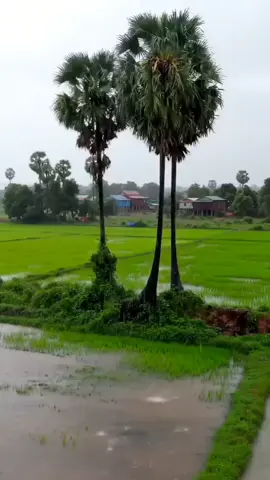 ស្រុកស្រែ