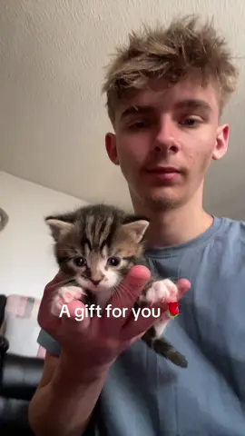 Meet Sirius #fyp #foryoupage❤️❤️ #trendingvideo #drafts #foru #trendin #kitten #catcore #kitty 