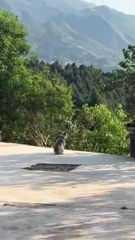 “A dog staring into the distance… maybe waiting for someone.”#S#SadDogE#EmotionalMomentA#AnimalsWithFeelingsD#DogThoughtsP#PetLoveT#TikTokPetsW#WholesomeAnimalsSilentStory