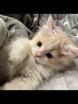 l love cats🐈😭💞 #fyyyyyyyyyyyyyyyyyyy🦋  #cat  #viewsproblem😭 