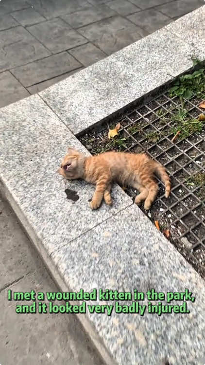 I met a wounded kitten in the park, and it looked very badly injured.#rescue #animals #fyp #kitten 