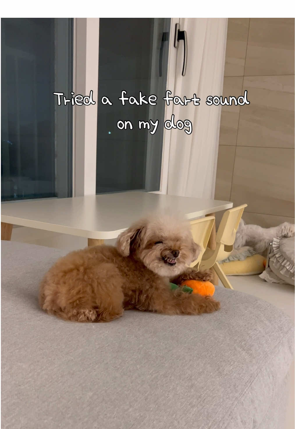 강아지 앞에서 가짜방귀 장난을 쳐봤더니…. #미소아라티티 #misoara #pet #dog #fyp #foryou 