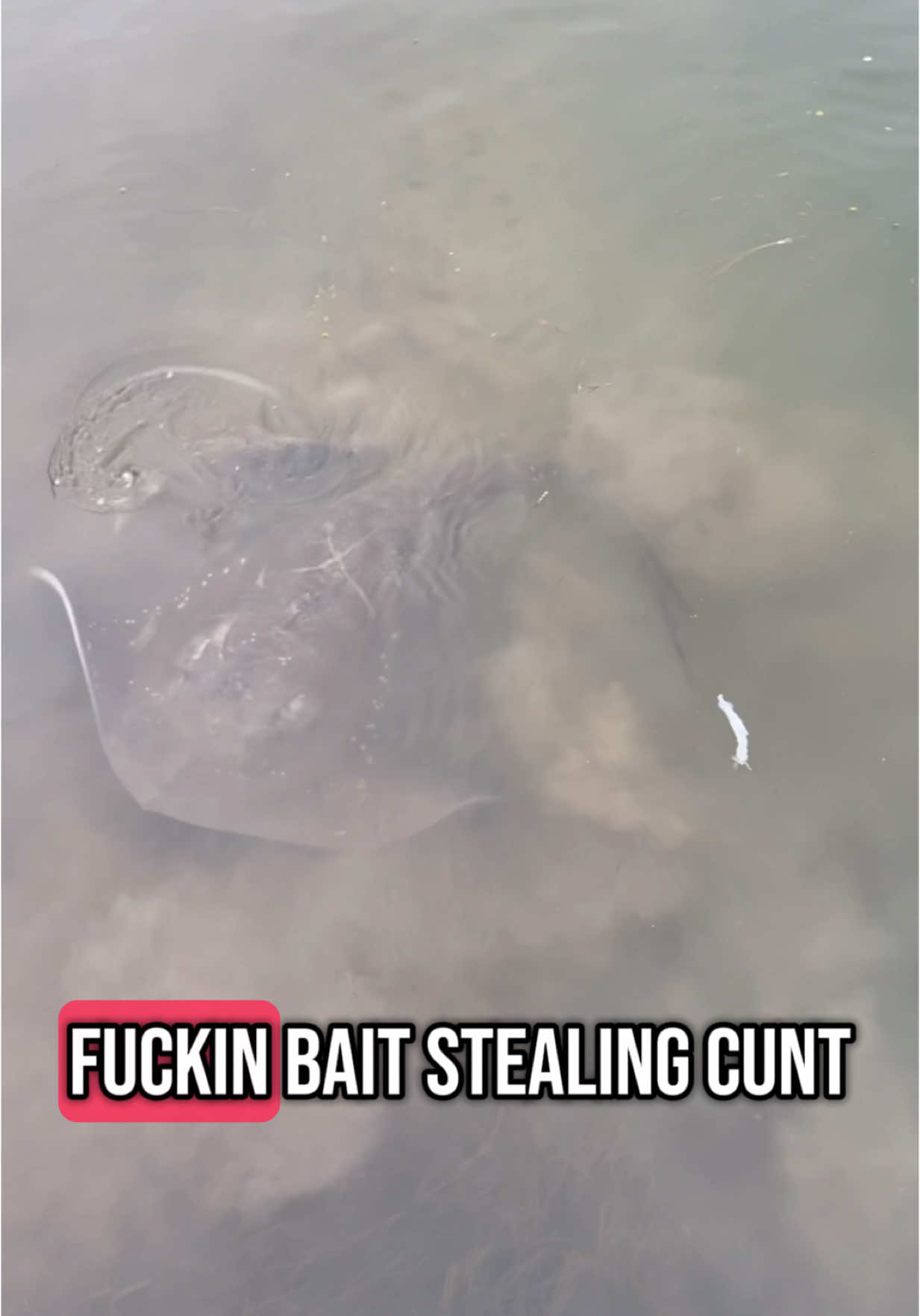 My worst enemy #costoflivingcrisis #mentalhealthtiktoks #fy #fyp #foryoupage #fishing #fishingtiktoks #fishingtrip #australia #america #us #fishingtime #ineedhelp #fishingtips #stingray 