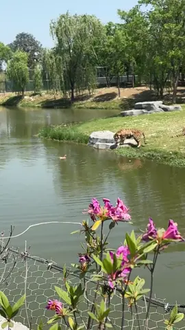 #fun #animals #cute 