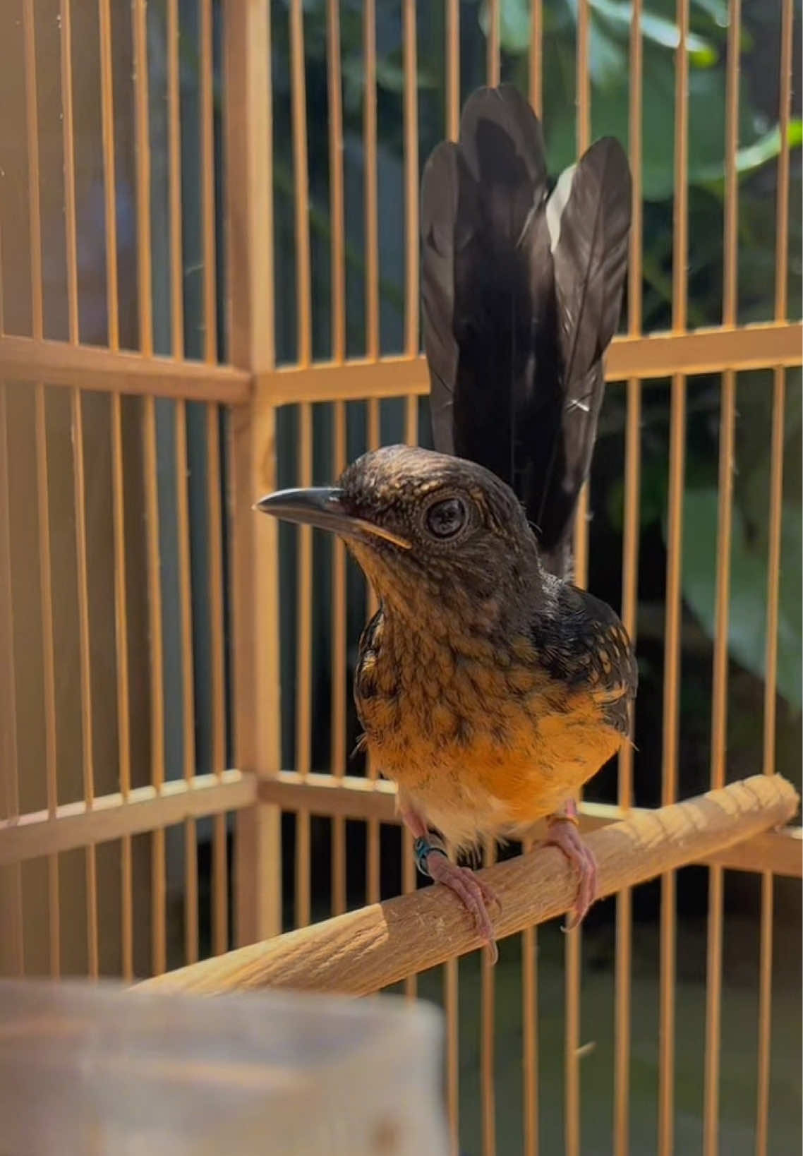 Semoga sesuai harapan 🤲🏻 . . . #fyp #fypage #kicaumania #muraibatu #muraibatuindonesia #kicaumaniaindonesia #kicaumanianusantara #burung #bird #muraibatumedan 