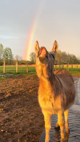 Reilly can taste the rainbow 🌈 #rainbow #fypシ゚viral #fyp #donkey #minidonkey 