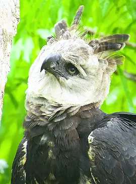 #fyp #wildlife #animalsworld #foryoupage 
