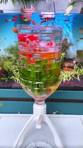 hướng dẫn setup hô cá thủy sinh đơn giản bằng chai nước khoáng đã bỏ #ngocmeca #nuoica #aquarium #trangtrihoca  #huongdan #setuphocathuysinh #setuphocadongian #diyaquarium 