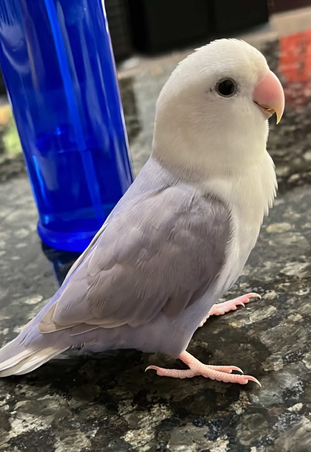🥰🥰#fyp #PetsOfTikTok #birds #pet #lovebirds 
