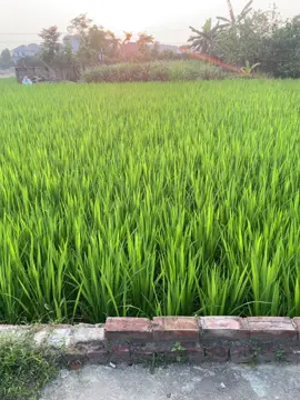 Viết cap đi mọi người