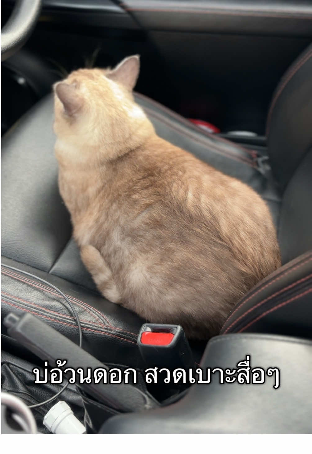 ไผว่าลูกอ้วน แม่สิจัดการให้ #ไอ้เงาะไอ้มังคุด #แมว #แมวน่ารัก #แมวเหมียว #แมวอ้อน #แมวอ้วน 