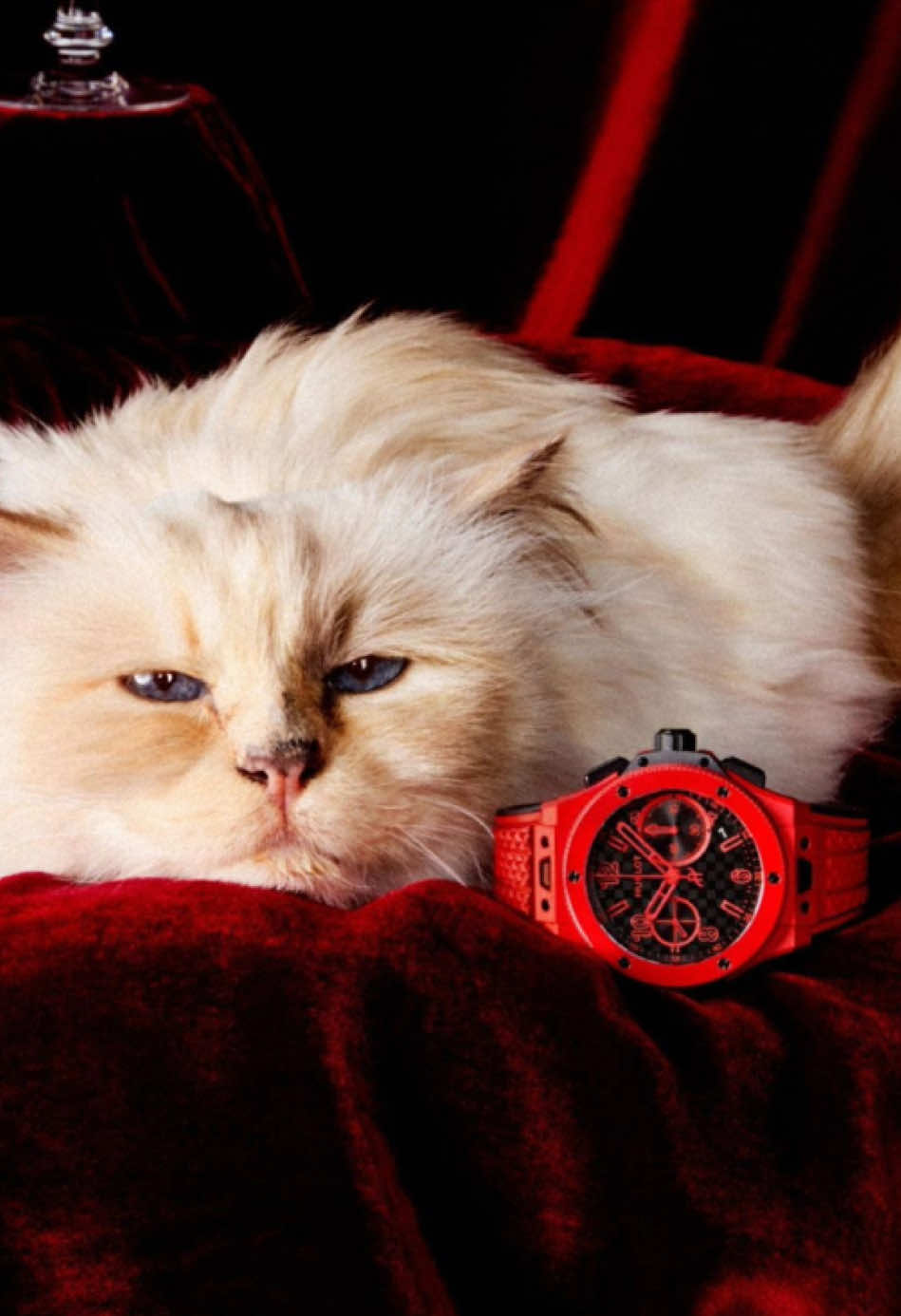 Hublot y el Famoso gato de Karl Lagerfeld Choupette celebran 20 años de Big Bang El lujo ya no se toma tan en serio… y eso nos encanta. 🐾 Para celebrar los 20 años de su colección más rebelde, Hublot se alía con la influencer con más pelo y actitud del mundo: Choupette, la icónica gata de Karl Lagerfeld. Con ella, la marca suiza lanza una campaña que rompe moldes, fusiona el humor con la alta relojería y reafirma su nuevo lema: “Own It”. El protagonista: el Big Bang 20th Anniversary Red Magic, una pieza en cerámica roja que lleva la extravagancia, la ingeniería y el estilo a otro nivel. Con esta jugada audaz, Hublot se burla de los clichés del lujo tradicional y nos recuerda que ser diferente nunca había sido tan deseable. 🔴 ESPECIFICACIONES TÉCNICAS: * Modelo: Big Bang 20th Anniversary Red Magic * Caja: Cerámica roja, 43 mm * Movimiento: UNICO cronógrafo flyback, reserva de 72 h * Edición especial: Grabado “20 Years” en la corona y rotor en King Gold * Precio: $31,800 USD * Campaña: Choupette es la inesperada musa del nuevo Big Bang ¿Qué opinas de esta colaboración? ¿Demasiado arriesgada o un golpe maestro? Si te gustó esta historia, dale like, comparte o síguenos para más noticias relojeras sin complicaciones. #watchfam #wristwatchcheck #luxurywatch #watchcommunity #watchlovers #watchoftheday #watchesofinstagram #watchaddict #watchgeek #hublot #lover #pets @Hublot @Karl Lagerfeld #cat #ownit 