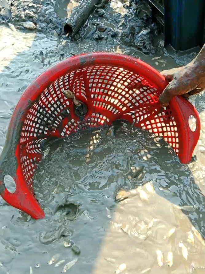 Unique Fishing Scene #fishing #fishvideos #viral #villagelife 