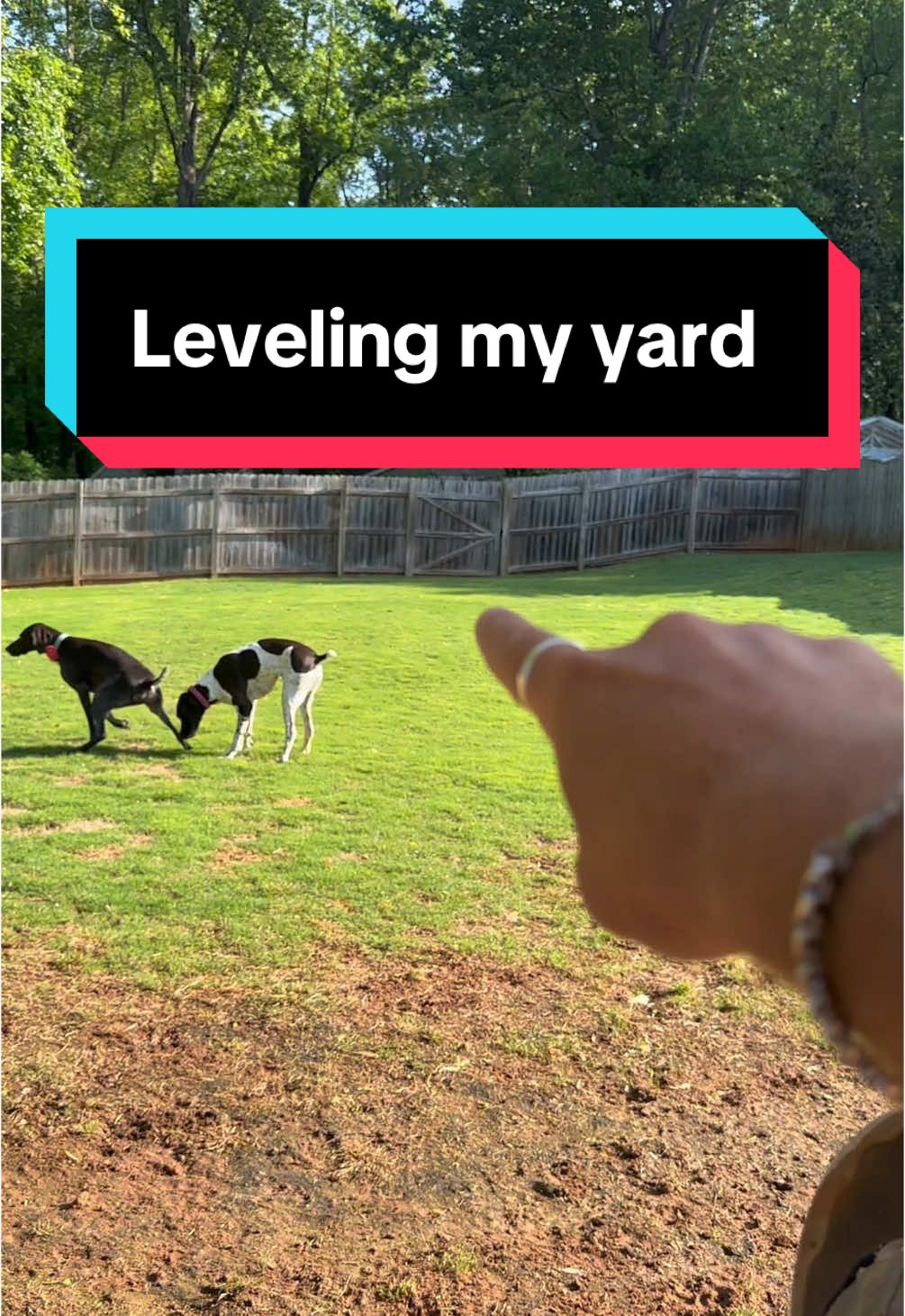 Replying to @parks My goal is to get the front yard where I want it and then if I feel confident in what I’m doing I’ll try the back. But the dogs just destroy the backyard so I’m not sure if it’s worth it #yard #DIY #grass