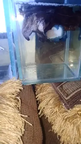 Koleksi ikan cupang Blue Rim di rumah #cupangbluerim #beta #cupanghiasindonesia #cupangindonesia 