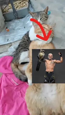 DOOOO BRONXXXX #UFC #ufcedit #mma #charlesoliveira #charlesdobronxs #charles #dobronx #cat 
