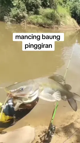 mancing baung umpan kucur#mancingliar #mancing #umpanjitu #umpankucur #mancingbaung 