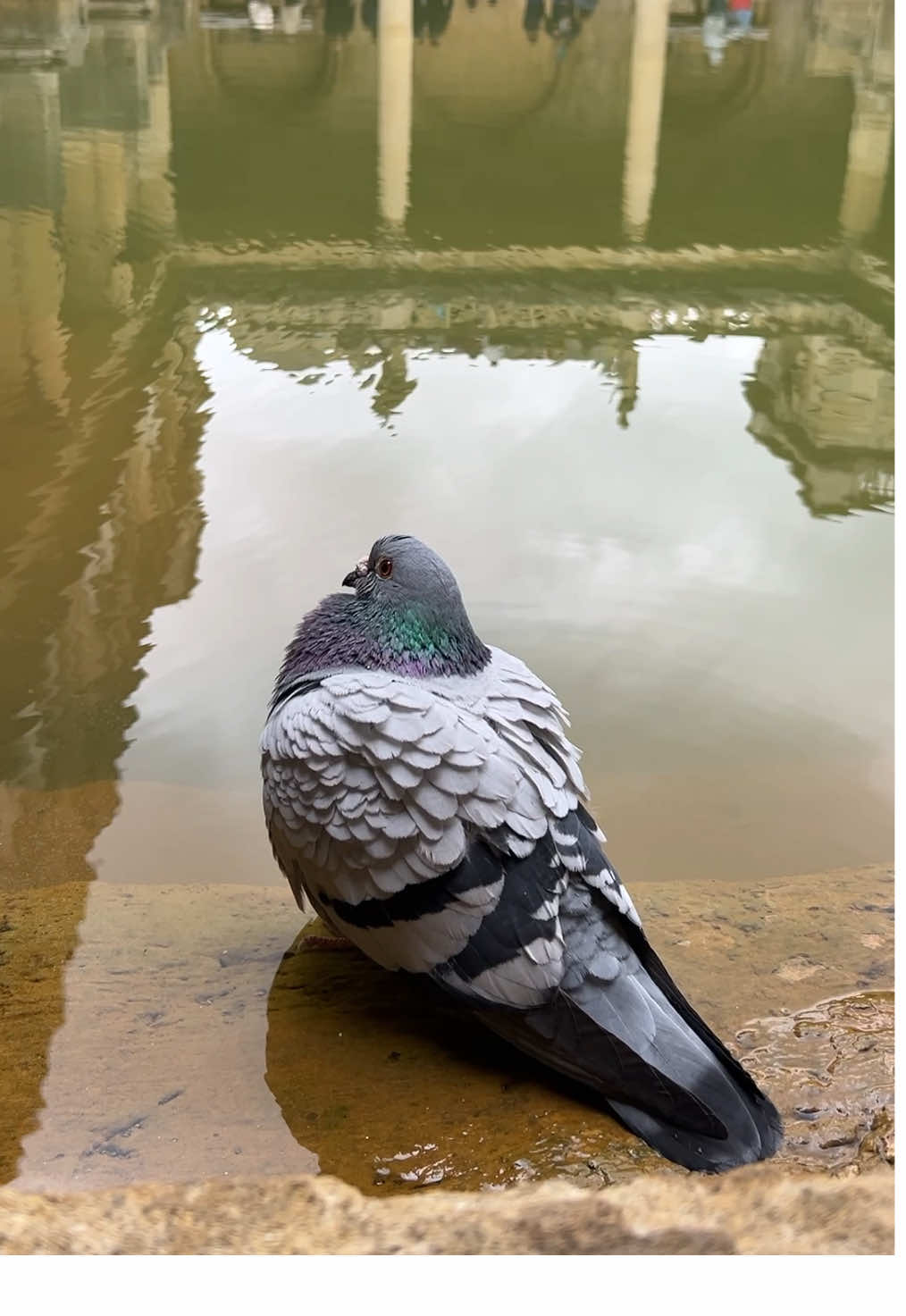 Enjoy a bit of Nature spotting this summer 🐦  #RomanBaths #BathUK #WatchToFindOut #RomanEmpire #AncientRome #museumTok #historytok #theRomanBaths #pigeon #stillwater #mustvisit 