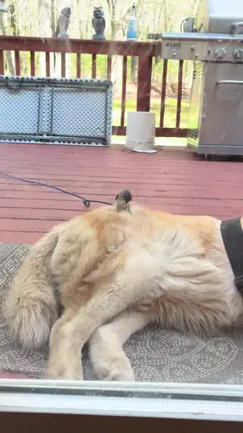 Bird taking fur from my husky, Rambo! 