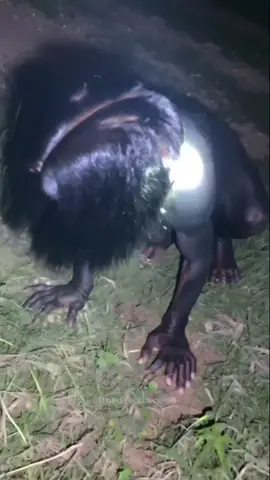 What creature stalks the night like this?#creepycreature #nightwatcher #weirdpets