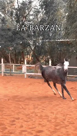برزان الله يبارك به🩶. #خيل_وخياله🐎 #خيل_عربي_اصيل #حايل #اكسبلور #حايل_الان #مربط_الدخيِّل #مربط_الدخيِّل_للخيول #خيول #عشوائيات #حائل #ترند #امطار #مالي_خلق_احط_هاشتاقات🧢 #foryou #explore #hail #fyyyyyyyyyyyyyyyy 