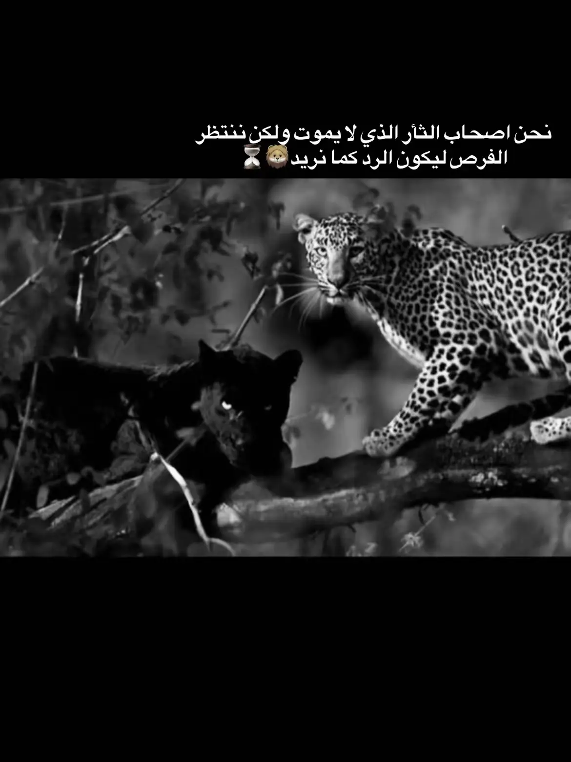 #عبارات🖤#وادي_الذئاب_مراد_علمدار#الناصره_الشامخه👑🦅#تصميم_فيديوهات🎶🎤🎬#مراد_علمدار_الهيبه#explore#الد#foryou 