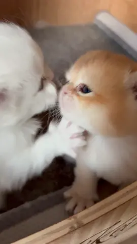 Please kiss me kiss me♥️ #kitten #kittensoftiktok #kitten #babycat #kittenlove #cats#catsofinstagram #catsofttiktok #chat #chats #chaton #gatos#gatostiktok #katze #kitty #kittycat #lov #kiss #kissmemore #bisou #kittenlove #loveyou #foru #pets #babyanimals 