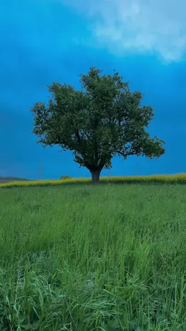 May 1st, 8:30 p.m.                                                                                    #aestheticview #bluehour #visualdiary #sereneviews #springcolors #cinematicnature #julyviolet #natureaesthetic 