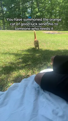 Cat life seems so peaceful right ?? 🥰 #creatorsearchinsights #catsoftiktok #cats #cat #orangecat #orangecatbehavior #orangecatsoftiktok #orangecats #kitty #perfectpets #pets #PetsOfTikTok #fypシ゚viral #fypシ #explore #catlife #catlifestyle #peace #relaxation #animals #animalsoftiktok #outside #sunny 