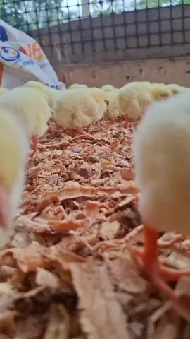 1 dia de vida 🐣🐤🐔#pollosdeengorde 