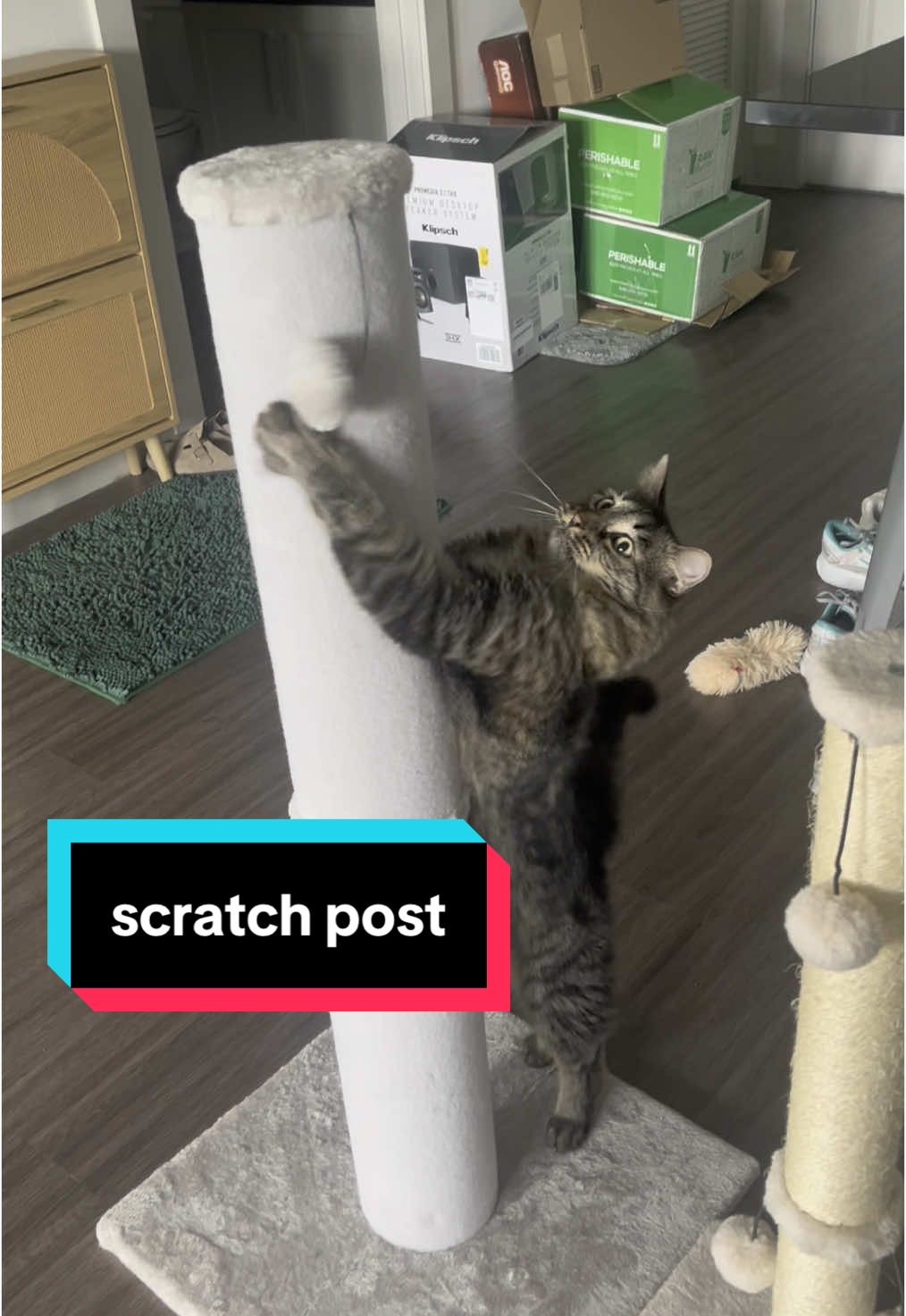 for the big boys #ttsdelightnow #tiktokshopmemorialday #tiktokshopmothersday #catscratchingpost #scratchpad #scratchpost #catfurniture #catcare 