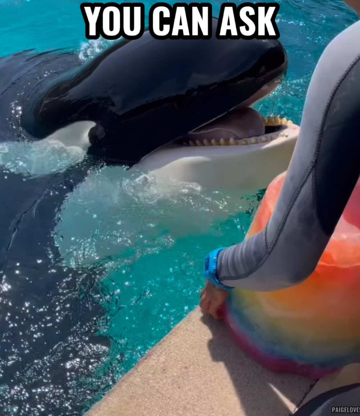 pretty little baby :3💖🐬#fyp #foryou #foryoupage #orca #killerwhale #orcinusorca #cetacean #whale #dolphin #orcaedit #edit #seaworld #silly #cute #CapCut  [vc: justwhalethingz, sharkhunter0, animal theatre, coley4evr]