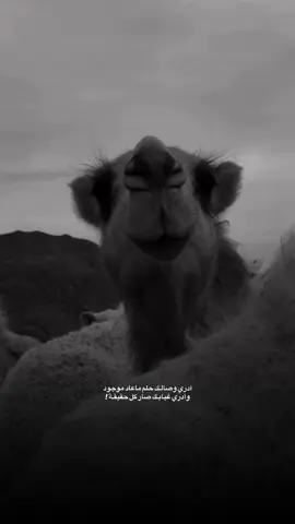 #fyp #شعر #كتابات #explore #السعوديه 
