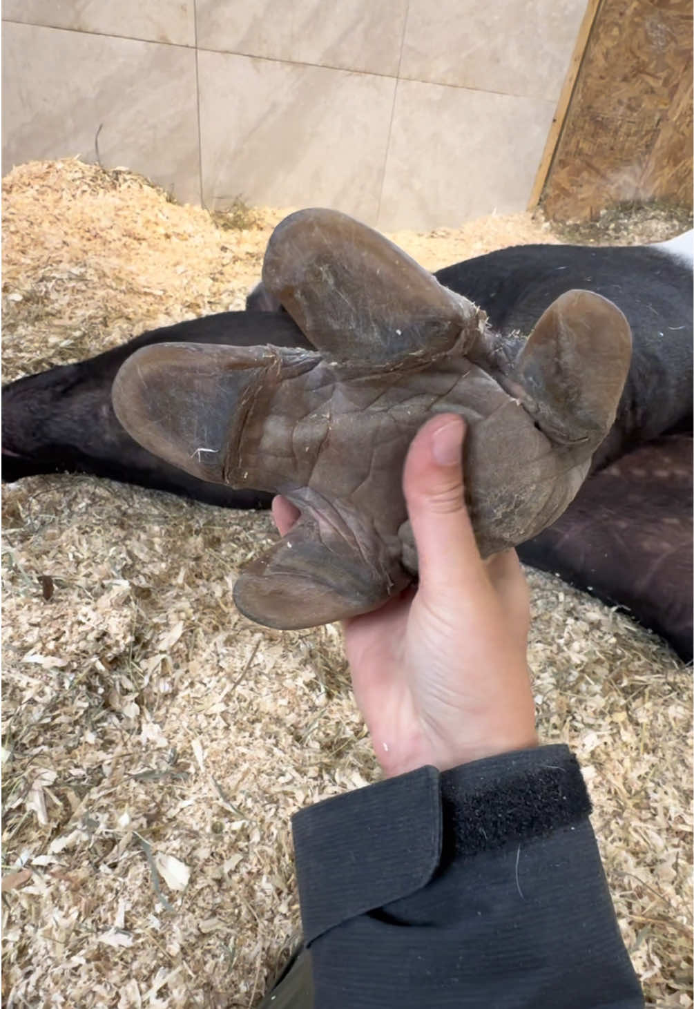 Eddy’s daily massage session