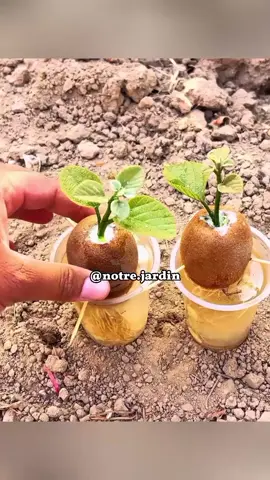 Du fruit à l’arbre – l’astuce kiwi 🥝🌳 #astuceplante #jardin #jardinmaison #plantes #plantesfaciles #kiwi🥝 #tutojardinage #pourtoi 