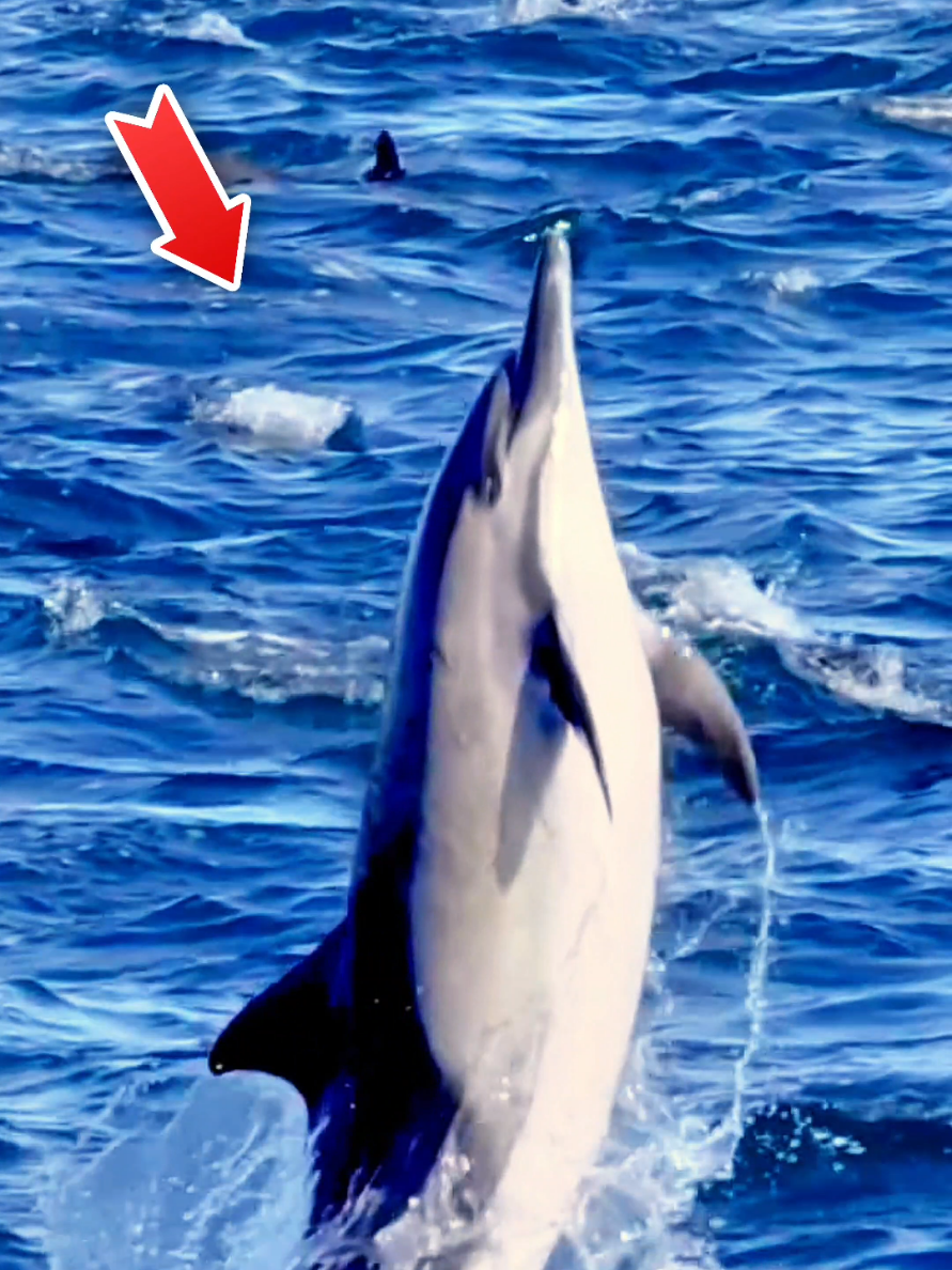 The opportunity to see dolphins nearly everyday is such a blessing. They always look so happy._Have you been out on a boat or seen them from shore swimming side by side or leaping high out of the water and making a big splash. #dolphins #cutedolphin #pinkdolphin #ocean #oceanlife #fishinglife #livewallpapers #pov #seacreatures 