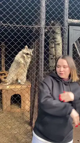 Raccoon got moves 😭🙏🏽 #onlyloye 