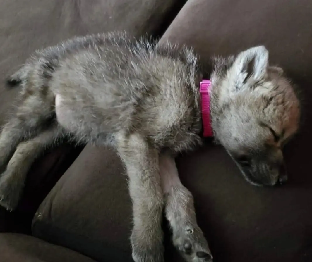 #protectrestorecoexist #Wolf #wolves #Rosemary #womenwhorunwiththewolves #savethewolves 