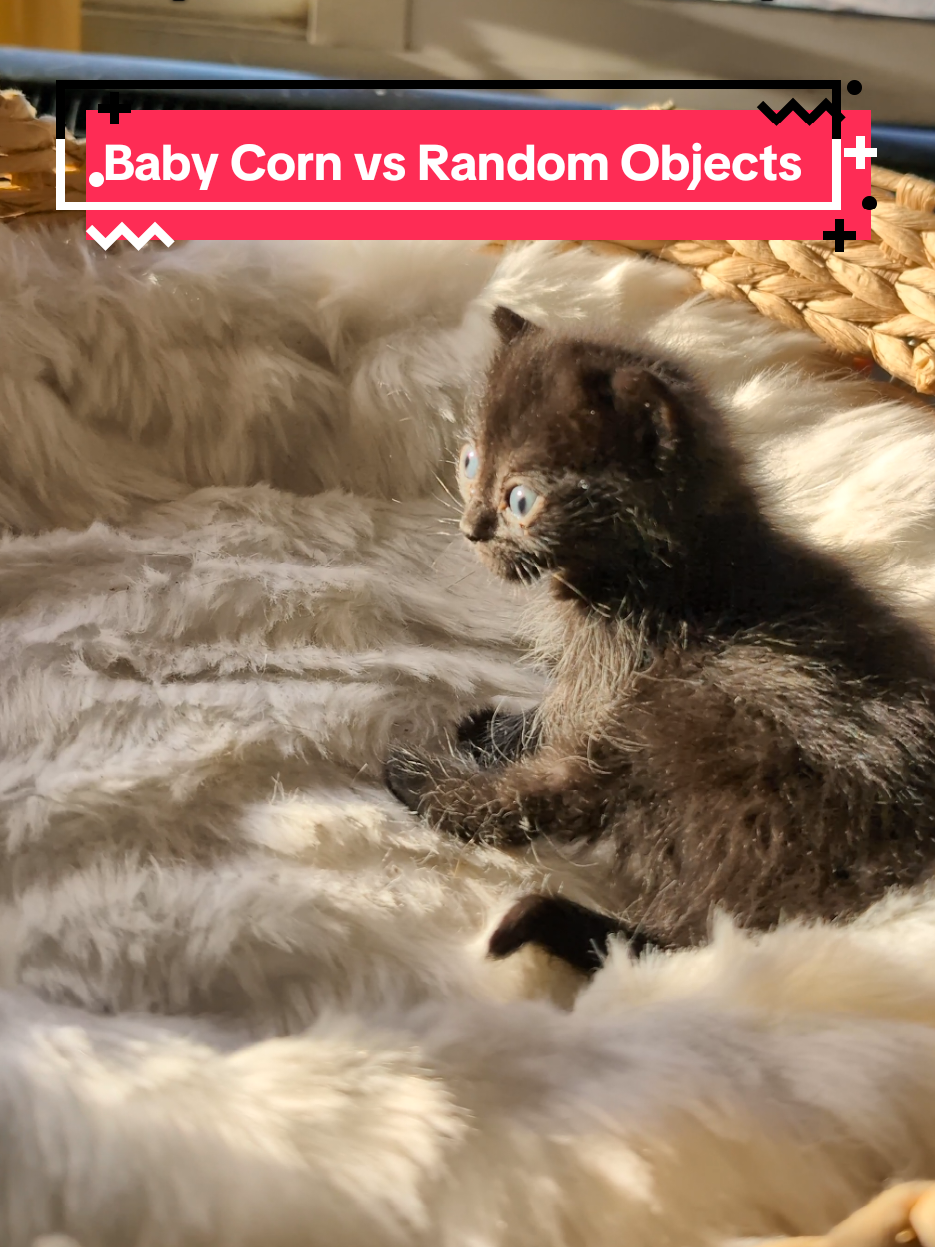 Baby Corn is really trying. #babycorncat #kitten #blackkitten 