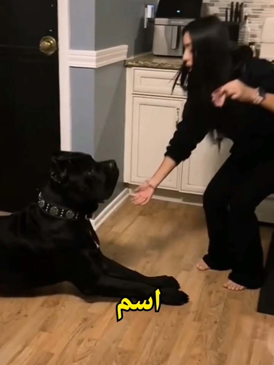 كلب كين كورسو أو كاني كورسو من أشرس سلالات الكلاب في العالم Cane Corso dog #كين_كورسو #كاني_كورسو #كلاب_كين_كورس #كلب_كين_كورسو_الإيطالي #أشرس_كلاب_العالم #canecorsodog #explore #pourtoi @TikTok 