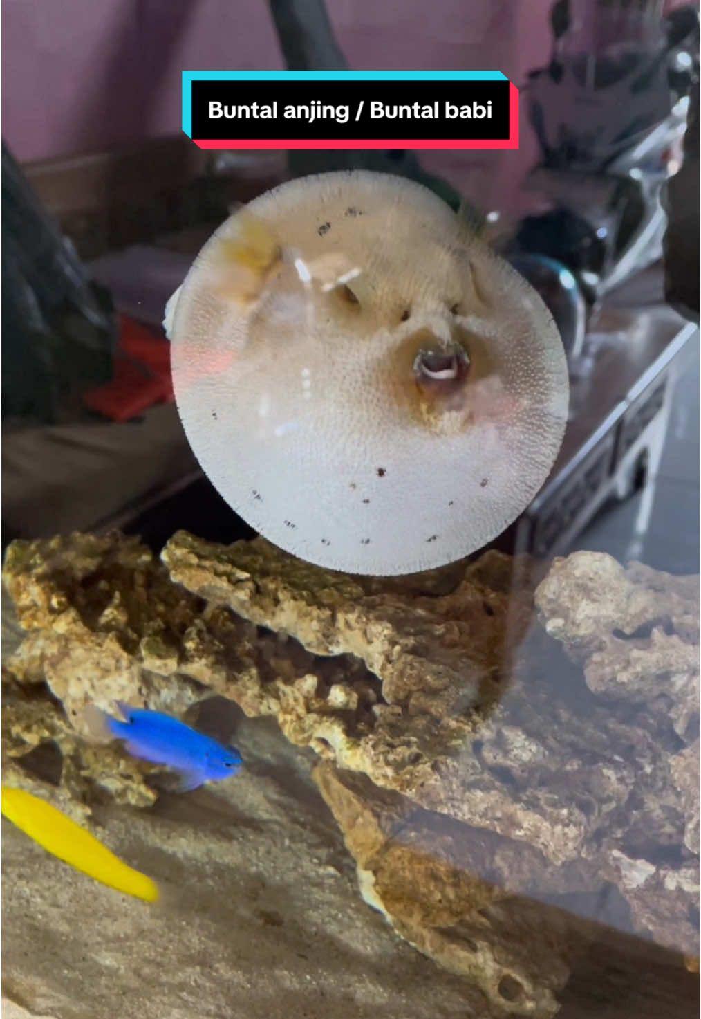 Ikan buntal anjing (Arothron nigropunctatus), juga dikenal sebagai ikan buntal babi, adalah ikan laut tropis milik keluarga Tetraodontidae