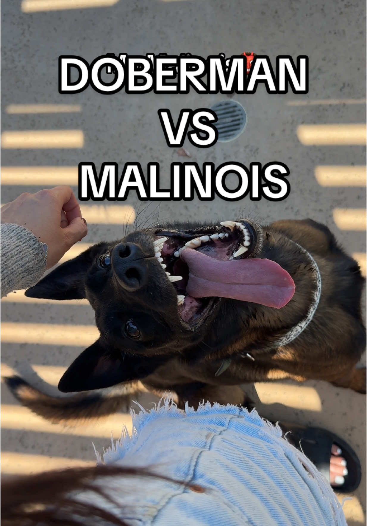 How my Doberman stares at me vs my Malinois👹 #doberman #belgianmalinois #dog 