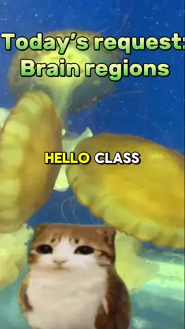 today’s lecture request is on brain regions #science #stem #psychology #neuroscience #chemistry #biology #university #college #meowl 