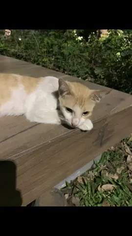 #cat #fyp #fypシ゚ #foryoupage #fyppppppppppppppppppppppp #livephoto #freetouse #fypage #iphone 