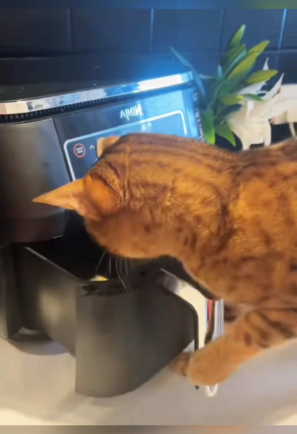 Cats have a high IQ#cat #funny #funnyvideos 