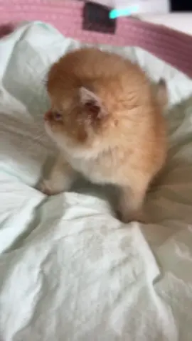 #高雄貓舍 #呼嚕呼嚕 #貓咪日常🐾 #小奶貓 #巧克力金紫金點