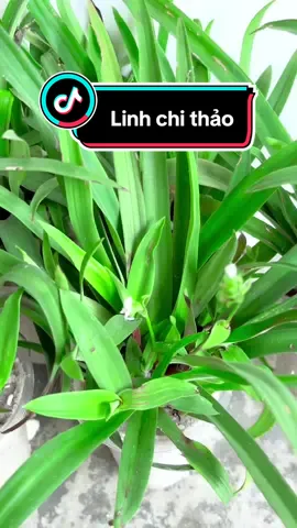 Cây cỏ bao tư ( Linh Chi Thảo) #xuhuong #linhchithao 